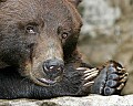 _MG_9702 alaskan brown bear-grizzly.jpg