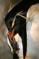 _MG_9817 rockhopper penguin.jpg