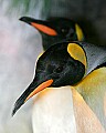 _MG_9819 king penguins.jpg