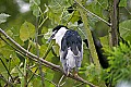 _MG_9871 black-crowned night heron.jpg