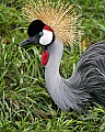 _MG_9996 african crowned crane.jpg