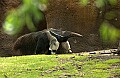 DSC_0912 giant anteater.jpg