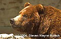 DSC_0973 Alaskan Brown Bear.jpg