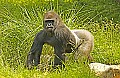 DSC_0982 lowland gorilla--silver back (shadow lightened).jpg