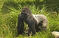 DSC_0983 lowland gorilla--silverback male.jpg