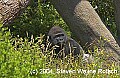 DSC_0987 lowland gorilla--silverback.jpg