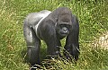 DSC_0999 silver back gorilla.jpg