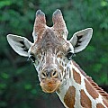 DSC_9310 giraffe.jpg