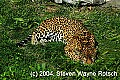 DSC_9366 leopard.jpg