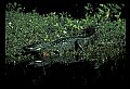 10001-00031-American Alligator.jpg