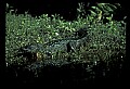 10001-00032-American Alligator.jpg