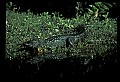 10001-00036-American Alligator.jpg