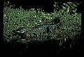 10001-00038-American Alligator.jpg