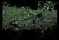10001-00044-American Alligator.jpg
