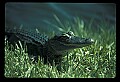 10001-00062-American Alligator.jpg