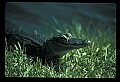 10001-00064-American Alligator.jpg