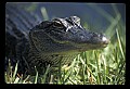 10001-00145-American Alligator.jpg