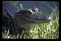 10001-00146-American Alligator.jpg