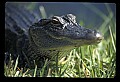 10001-00147-American Alligator.jpg