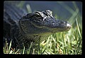 10001-00148-American Alligator.jpg