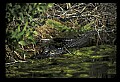10001-00169-American Alligator.jpg