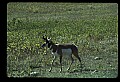 10002-00029-Antelope-Pronghorn, Badlands, National Park.jpg
