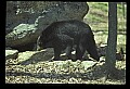 10010-00168-Black Bear.jpg