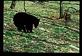 10010-00191-Black Bear.jpg