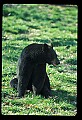 10010-00193-Black Bear.jpg
