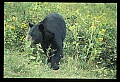 10010-00221-Black Bear.jpg