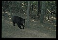 10010-00223-Black Bear.jpg