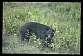 10010-00239-Black Bear.jpg