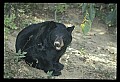 10010-00244-Black Bear.jpg