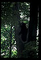 10010-00261-Black Bear.jpg