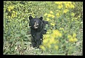 10010-00269-Black Bear.jpg
