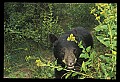 10010-00312-Black Bear.jpg