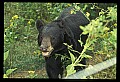 10010-00313-Black Bear.jpg