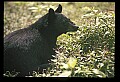 10010-00319-Black Bear.jpg