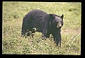 10010-00323-Black Bear.jpg