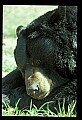 10010-00334-Black Bear.jpg