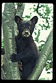 10011-00005-Black Bear Cubs-Ursus americanus.jpg