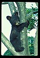 10011-00015-Black Bear Cubs-Ursus americanus.jpg