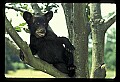 10011-00026-Black Bear Cubs-Ursus americanus.jpg