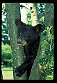 10011-00044-Black Bear Cubs-Ursus americanus.jpg