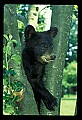 10011-00067-Black Bear Cubs-Ursus americanus.jpg