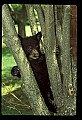 10011-00069-Black Bear Cubs-Ursus americanus.jpg