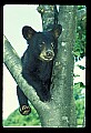10011-00074-Black Bear Cubs-Ursus americanus.jpg