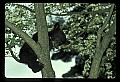 10011-00077-Black Bear Cubs-Ursus americanus.jpg