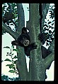 10011-00084-Black Bear Cubs-Ursus americanus.jpg