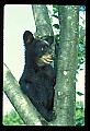10011-00089-Black Bear Cubs-Ursus americanus.jpg